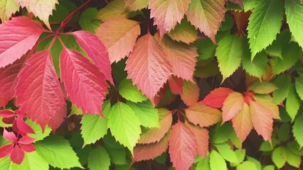 Wall Mural - hanging stem of maiden grapes with red autumn leaves and berries, close-up. red wild grape on fence.