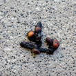 Squirrel faeces on a stone background