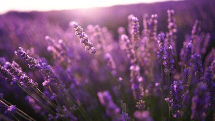 Canvas Print - Lavandin field sunrise. Sunset illuminates the blooming fields of lavender. Slow motion, dof, close up. Picturesque view of the endless aromatic fields of lavender.