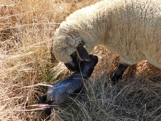 A truly spectacular photograph of a Hampshire Down Ewe sheep licking her newborn twin lambs dry seconds after giving birth in a golden grass field