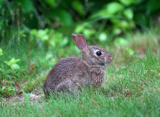 Wall Mural - wild rabbit eating grass in the lawn