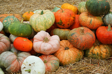 Wall Mural - colorful pumpkins pile in autumn harvest season as food background