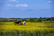 Walking around Rodmell in spring, East Sussex, England, horses in a field full of buttercups