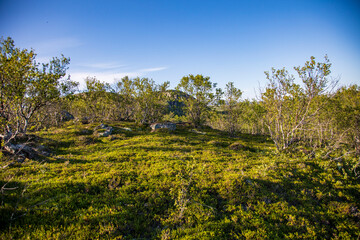 Wall Mural - landscape with trees