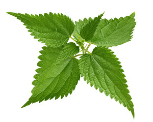 Nettle isolated on white background, full depth of field