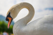 Side profile of a swan