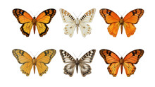 Collection Of Painted Lady Butterfly Wings. Isolated Object, Transparent Background