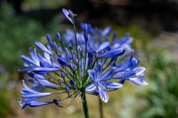 Wall Mural - Close-up of a blue flower