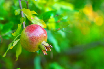 Semi-ripe pomegranate fruit hanging on branch with green foliage on blurred background. Pomegranate tree plantation, autumn harvest, organic food. Healthy foods, low-calorie dessert, natural vitamins