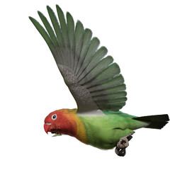 Sticker - parrot isolated on white