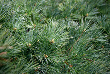 Background Of Pine Branches. Pinus Strobus Or Weymouth Pine Tree. Long And Dense Needles Create Lush Greenery Of White Pine Tree