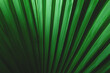 © Krailas - Natural green leaves Background texture leaves
