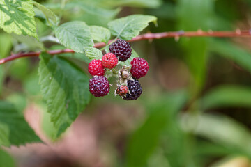 Poster - The Black raspberry (Rubus occidentalis) known as bear's eye blackberry, black cap, black cap raspberry and scotch cap. Species native to eastern North America.