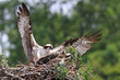 Osprey mother and chicks into the nest, Quebec, Canada