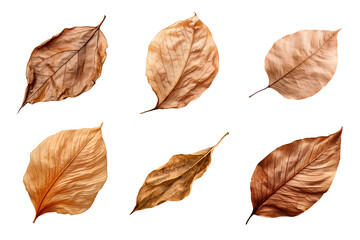 Wall Mural - Collection of dried leaves isolated on transparent background