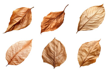Wall Mural - Collection of dried leaves isolated on transparent background