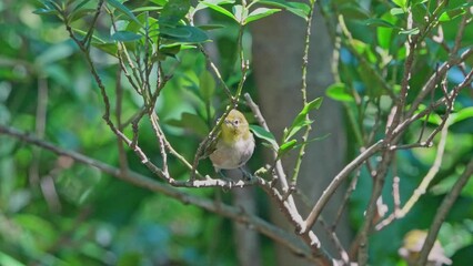 Sticker - white eye in a forest