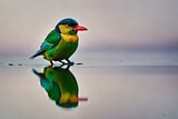 Fototapeta Tęcza - colorful bee eater, beautiful bird, bird in water