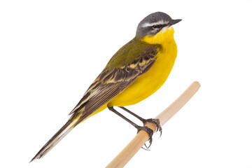 Poster - Western Yellow Wagtail isolated on white background