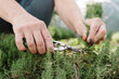 © Westend61 - Hands of farmer cutting thyme in farm