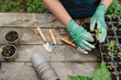 © Westend61 - Farmer wearing gloves planting herbs in farm