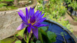 Blue lotus flower (Nymphaea caerulea) is a psychoactive plant, also known as blue Egyptian lotus, blue water lily, and sacred blue lily. 