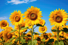 Sunflowers Standing Tall In Golden Field Under Blue Sky. Generative AI