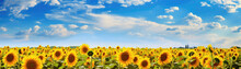 Sunflower Field With Vibrant Yellow Flowers And Blue Sky. Panoramic Banner. Generative AI