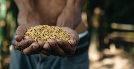 Wall Mural - Close up  hand holding on seed ,Seeding,Seedling,Agriculture. rice seed..