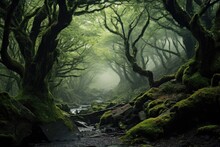 Dark Moody Forest With Shafts Of Sunlight, Hitting The Moss Covered Rocks And Trees 