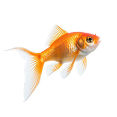 Goldfish in transparent white background