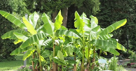 Poster - (Musa basjoo) Bananier du Japon ou  bananier  du jardin  aux longues et grandes feuilles vert franc décoratives à limbes en forme de pagaie flottant dans le vent
