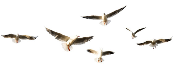 Wall Mural - seagulls - flock of seagull bird isolated on clear background