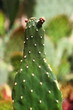 Opuntia Rubescens Consolea kaktus