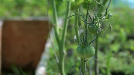 Wall Mural - ripening tomatoes in the greenhouse, green tomatoes