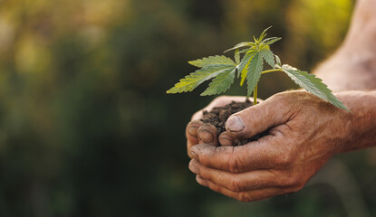 Wall Mural - Seedlings cannabis plant in hand farmer. Concept farm marijuana plantation