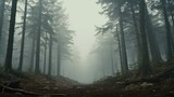 Fototapeta  - Tall trees in the forest in the mountains covered with the fog