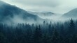 © Media Srock - Tall trees in the forest in the mountains covered with the fog