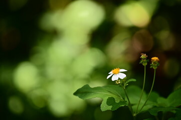 Wall Mural - A shot of Bidens alba.