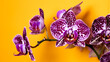 Violette Schmetterlingsorchideenblüten vor gelben Hintergrund