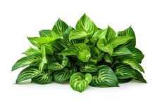 Lush Green Leaves Of Hosta Plant, Isolated On White. Perfect For Tropical Garden Concepts. AI-generated Artwork