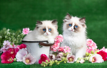 Canvas Print - Kitten breed ragdoll and pink flowers