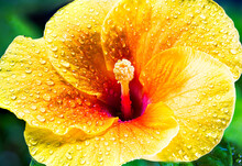 A Close-up Reveals The Radiant Glory Of A Yellow Hibiscus. Its Bold Petals Burst Forth, A Sunlit Symphony. At Its Heart, A Crimson Core Stirs The Soul. Close Up Of A Large Tropical Summer Flower