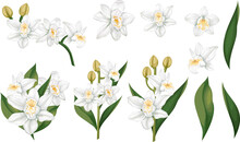 Vector Realistic Set. White Orchids, Flowers And Leaves On White Background, Branches With Flowers Buds And Leaves. Flowers Isolated On White Background . Vector Illustration