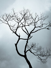 Minimalist Portrait Of A Dead Tree Branch