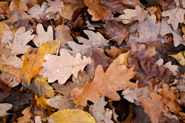 Wall Mural - red, orange foliage, Quercus palustris, Autumn in garden, nature protection, pattern, texture from many brown, pink, orange, yellow, red leaves, good weather, hello autumn