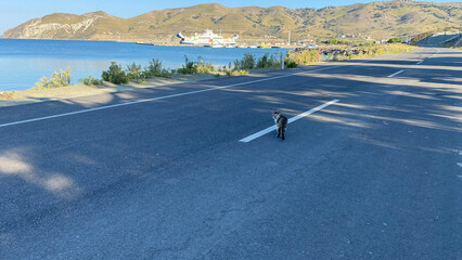 A cute stray cat is looking at the camera in the middle of the asphalt road on the coastline of Gökçeada Kuzu Harbor (Kuzu Harbor). Imroz island, Canakkale Türkiye