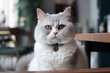 © Thares2020 - Fluffy Cat Sitting in a Lovely Living Room, Adorable Pet with Copy Space and Friendly Concept in the Background
