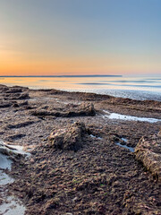 Wall Mural - Seascape with algae on the wild shore.