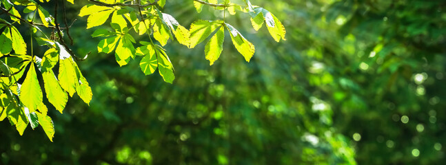 Wall Mural - bright leaves from chestnut tree branch in sunny idyll, green fresh forest in summertime with shiny bokeh lights, beautiful nature background concept banner with copy space